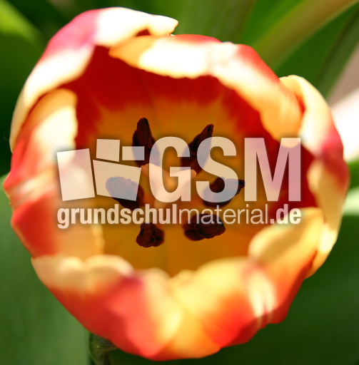 Tulpenbluete-rot-gelb-2.jpg